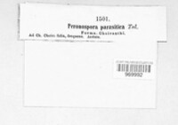 Peronospora parasitica image